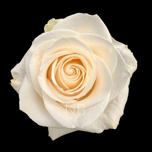 White Vendela