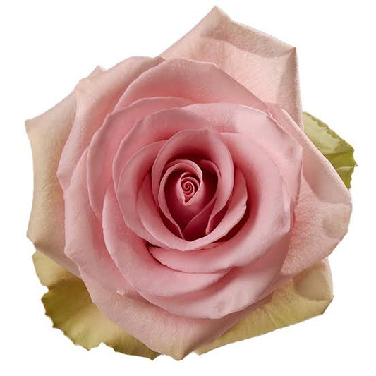Absolute Pink