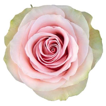 Pink Frutetto