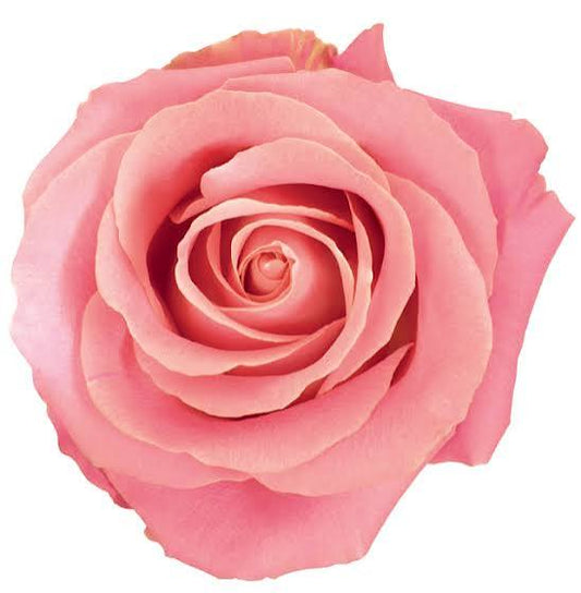 Pink Hermosa