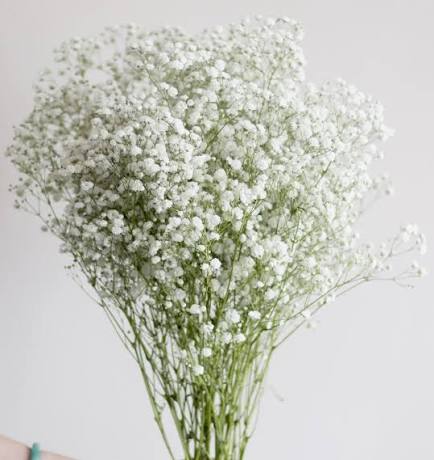 Baby breath
