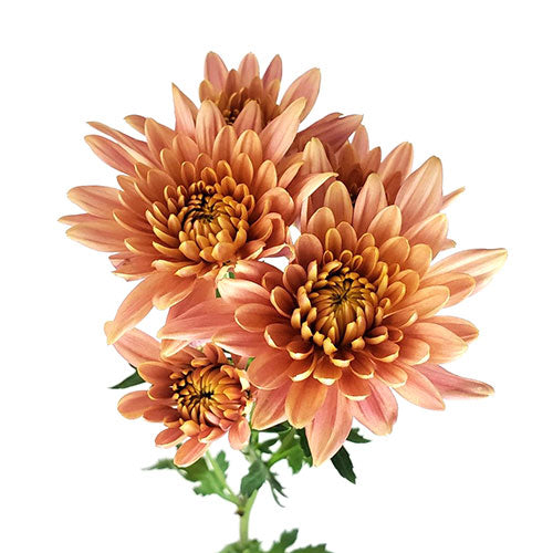 Chrysanthemum